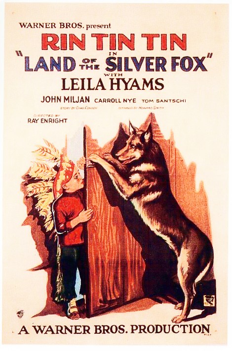 Rinty Silver Fox Final_edited-5