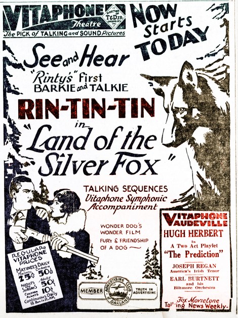 Rinty Silver Fox1_Final