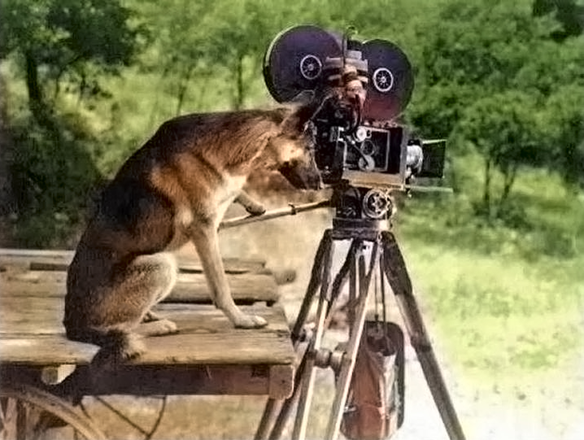 Rin Tin Tin at the Camera Color Final