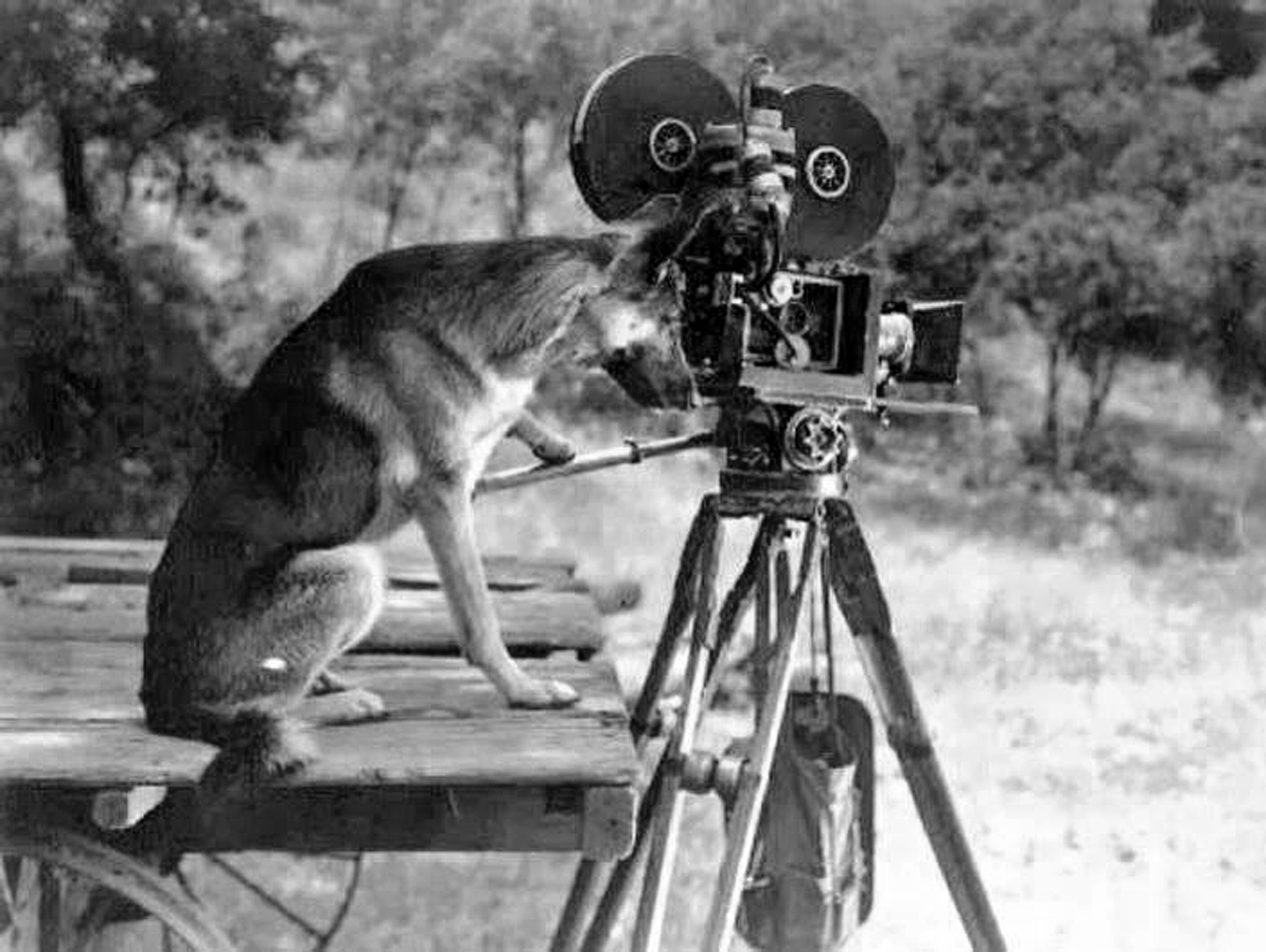 Rin Tin Tin at the camera